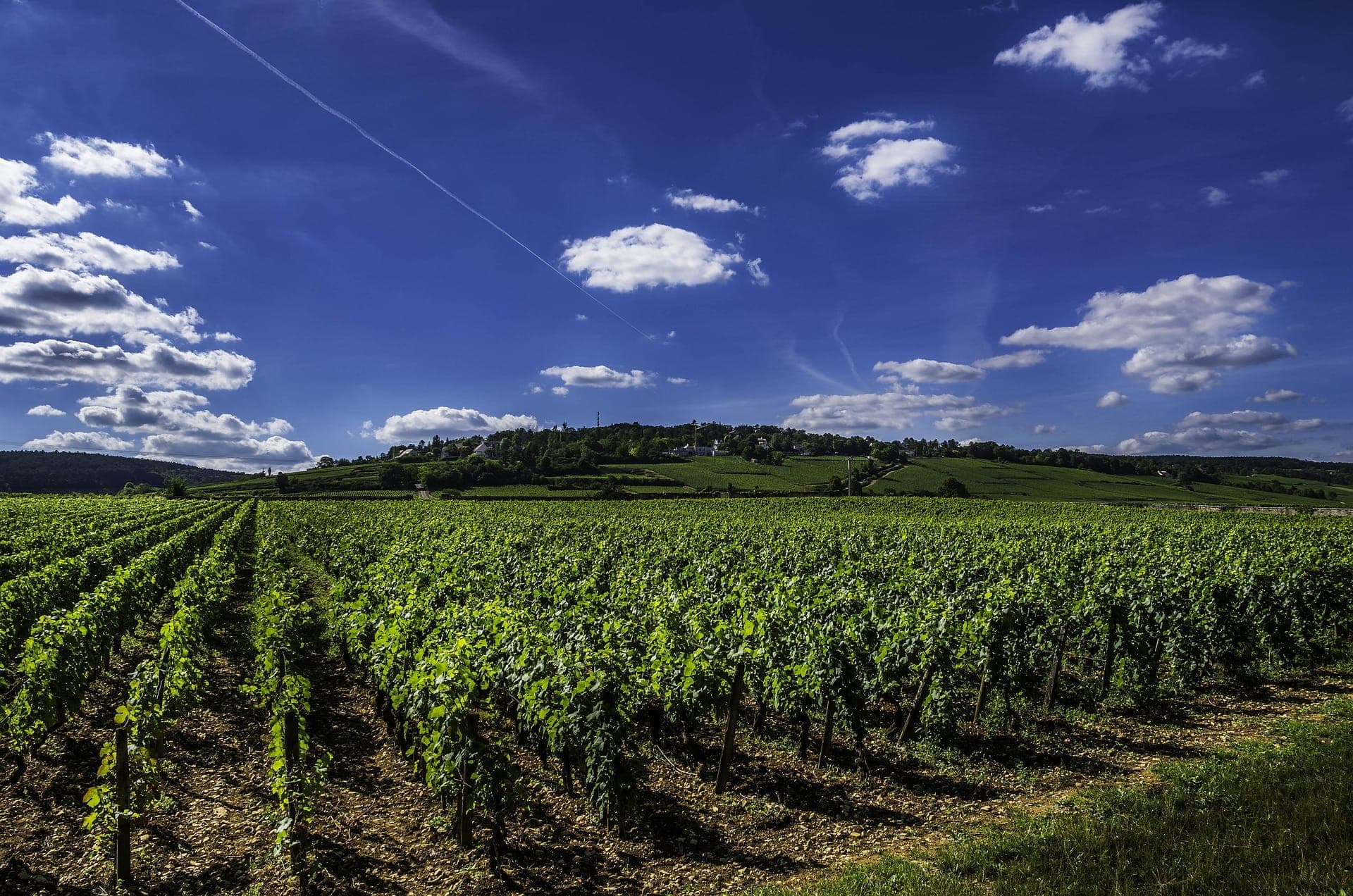 Vignes