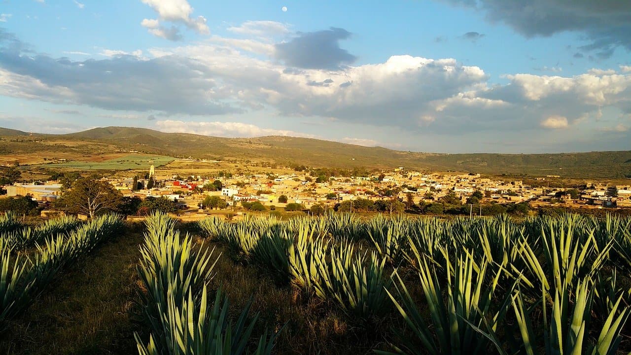 Plantation d’agave